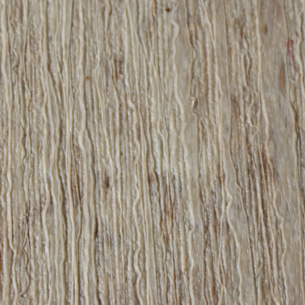 Birch